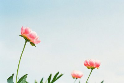 ​第一次的爱情你全身投入文案爱情就像手上的血泡感悟