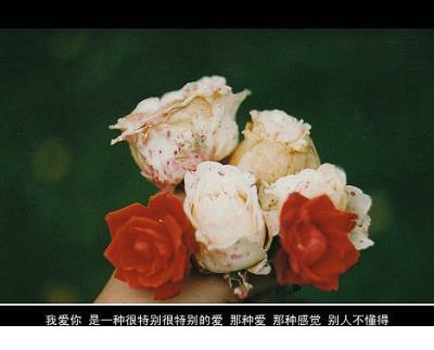 高级土味情话合集