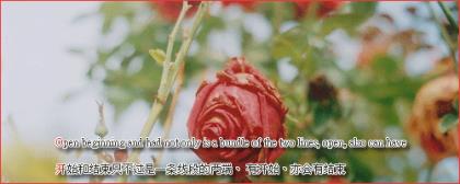 学校廉政文化宣传标语