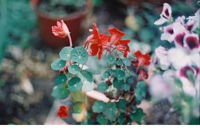 吸引出租房子广告语