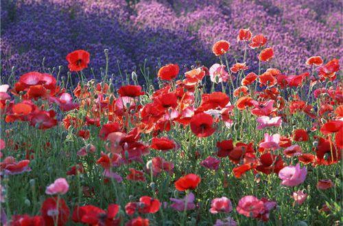 通用微信伤感句子集锦68条