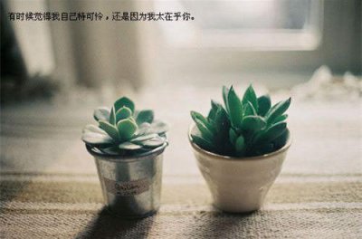 ​徐志摩经典爱情诗句20句