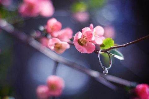 精选写花优美句子40条