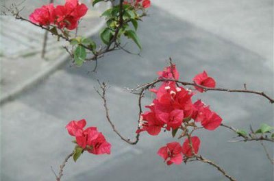 ​2024年花火经典伤感语录88句