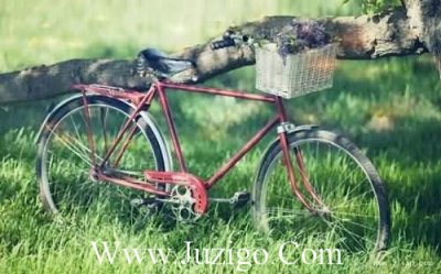 ​春天开的花有哪些春天给人什么样的心情(精选80句)