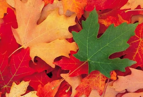 1710236285241623.png image.png
