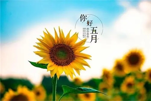 五月份的励志句子