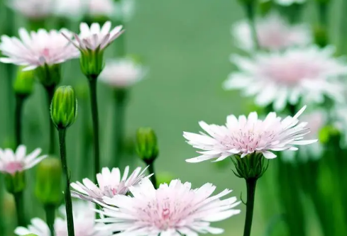 1691677023108741.png image.png