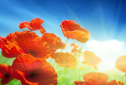 1691685371129581.png image.png