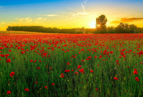1692751367134960.png image.png